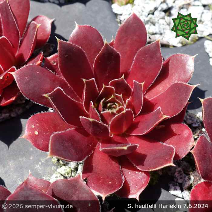 Sempervivum heuffelii 'Harlekin'