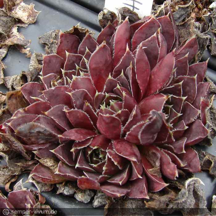 aufgenommen am 28.9.2020