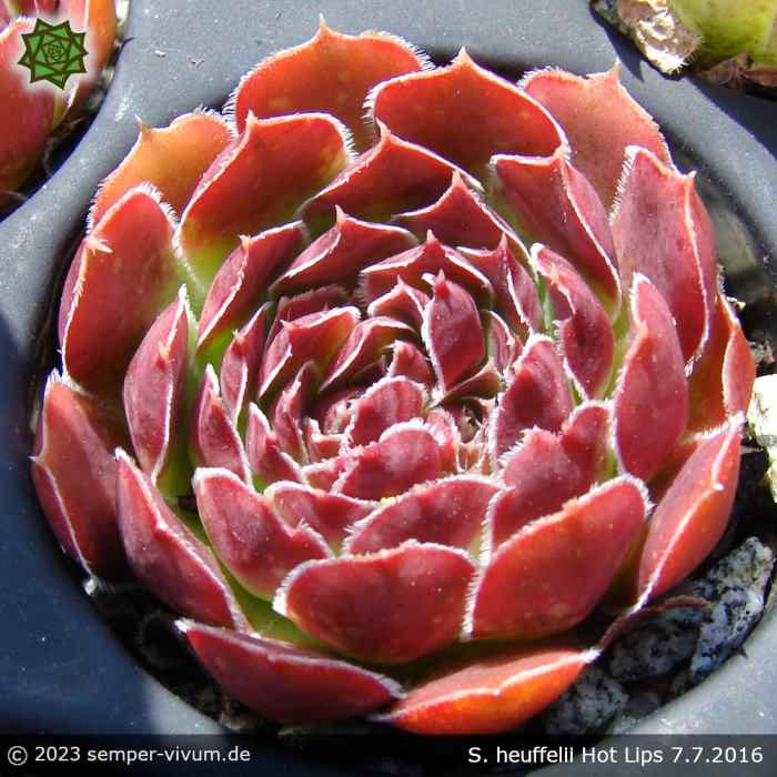 aufgenommen am 7.7.2016