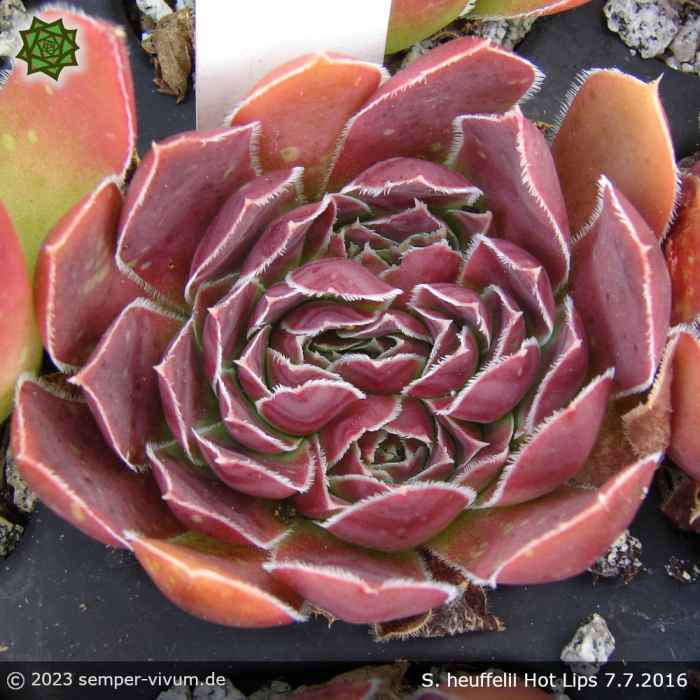 aufgenommen am 7.7.2016