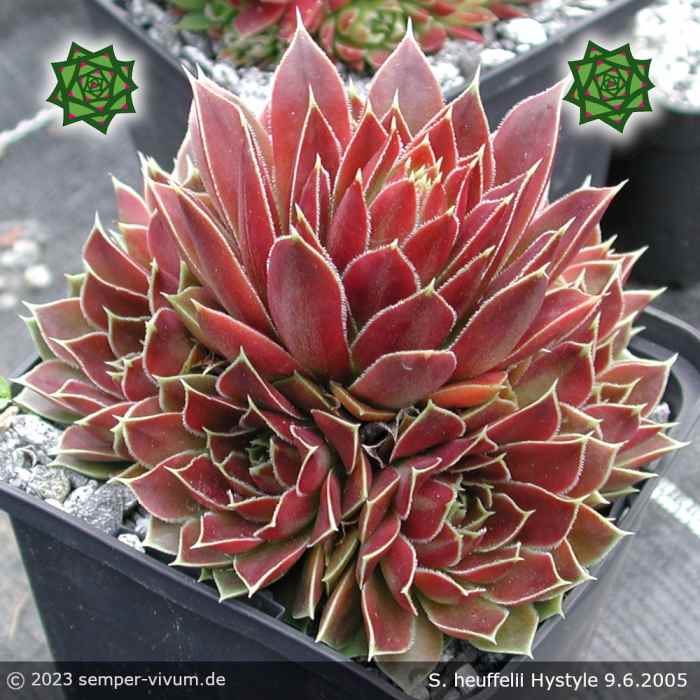 Sempervivum heuffelii 'Hystyle'