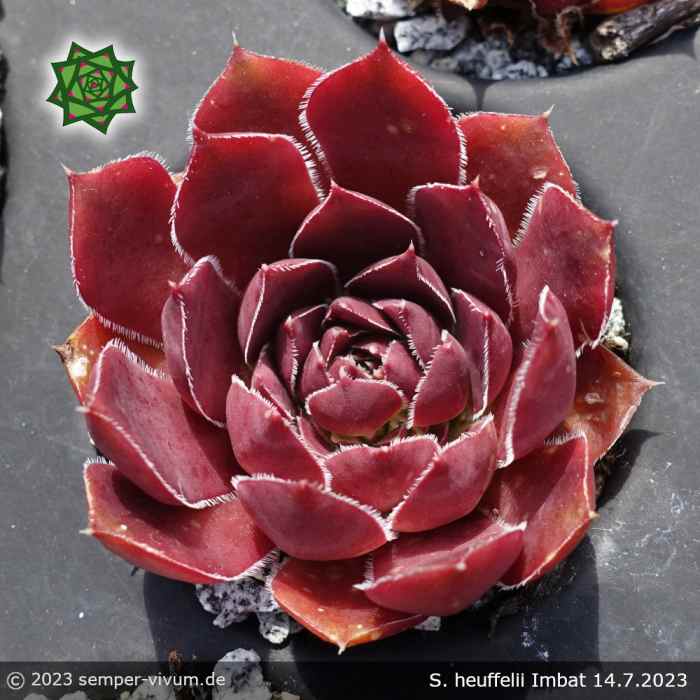 Sempervivum heuffelii 'Imbat'