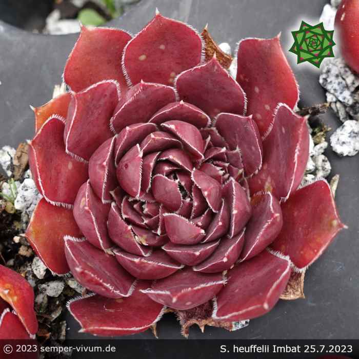 Sempervivum heuffelii 'Imbat'