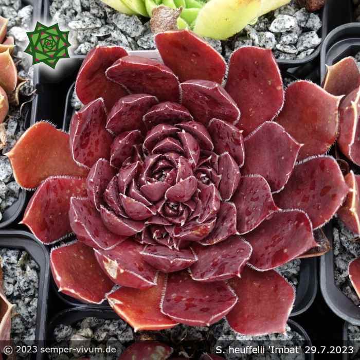 Sempervivum heuffelii 'Imbat'