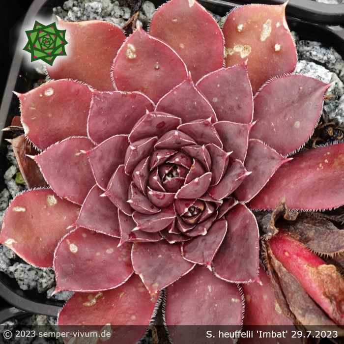 Sempervivum heuffelii 'Imbat'