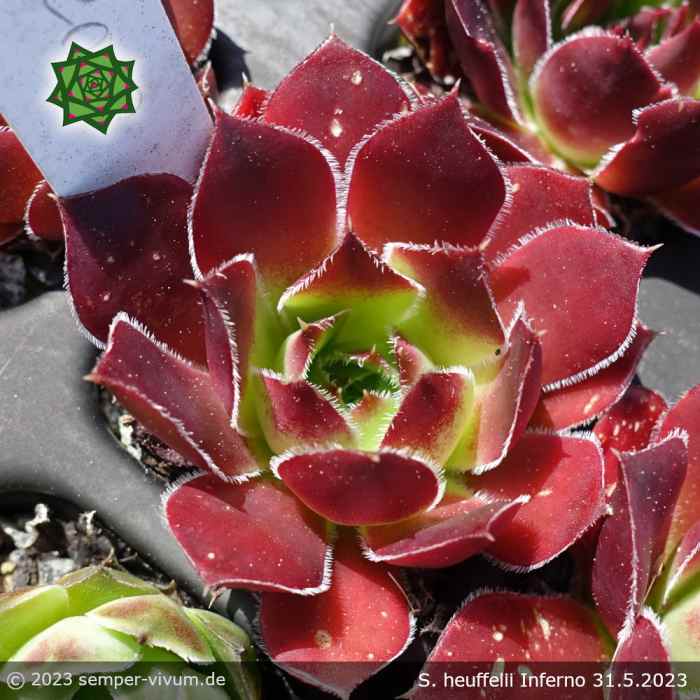 Sempervivum heuffelii 'Inferno'