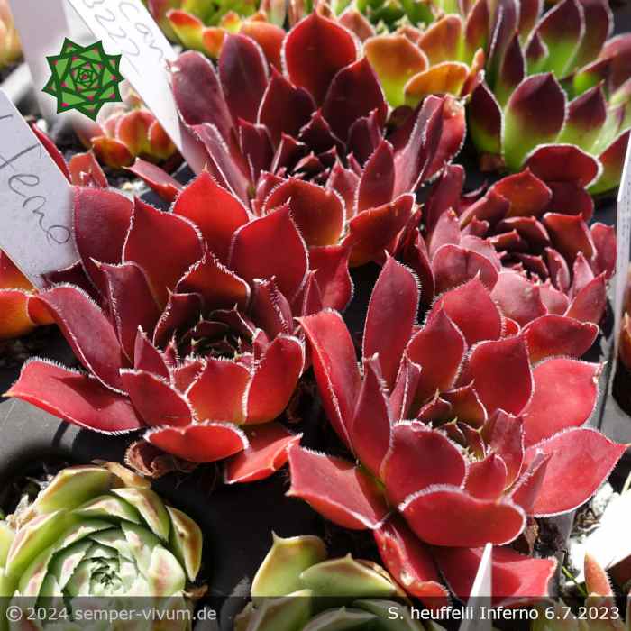 Sempervivum heuffelii 'Inferno'