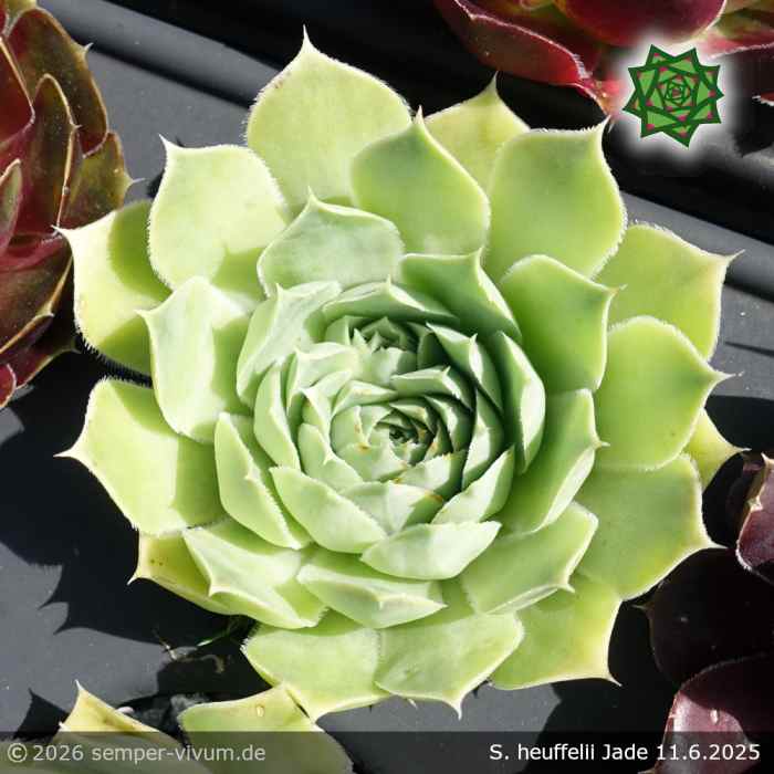 Sempervivum heuffelii 'Jade'