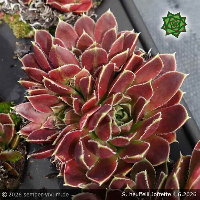 Sempervivum heuffelii 'Jofrette'