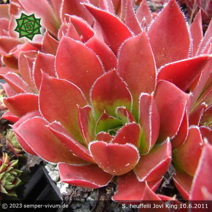 Sempervivum heuffelii 'Jovi King'