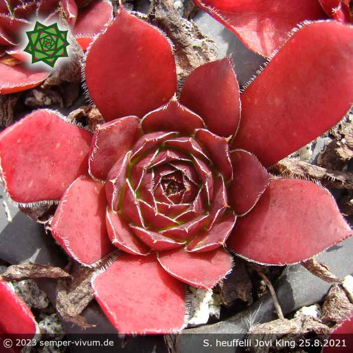 Sempervivum heuffelii 'Jovi King'