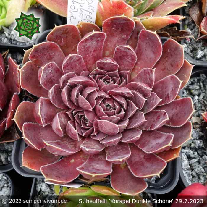 Sempervivum heuffelii 'Korspel Dunkle Schone'