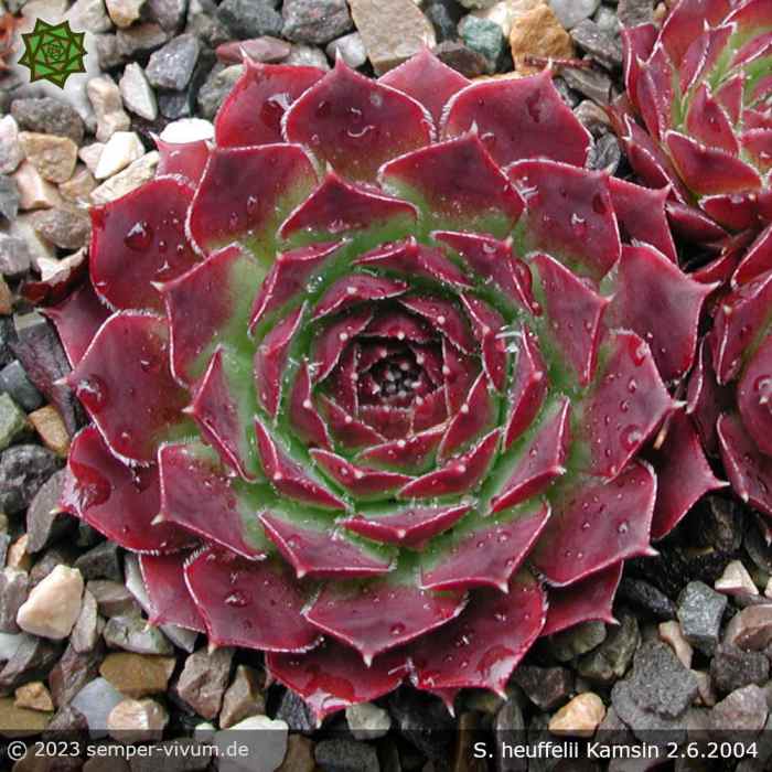 Sempervivum heuffelii 'Kamsin'