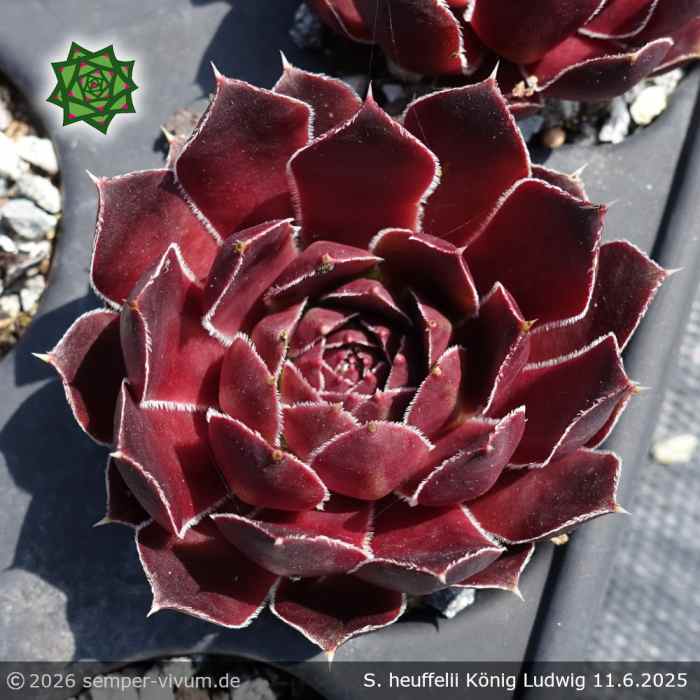 Sempervivum heuffelii 'König Ludwig'