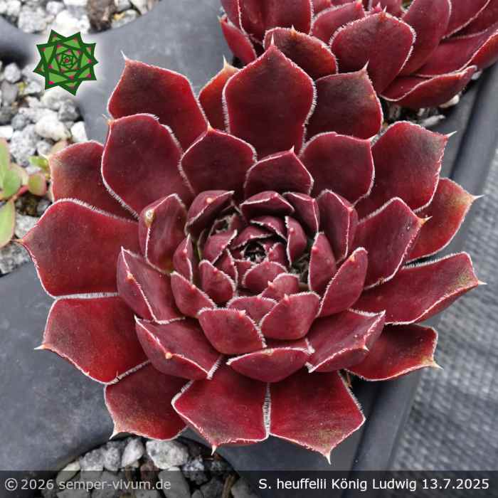 Sempervivum heuffelii 'König Ludwig'