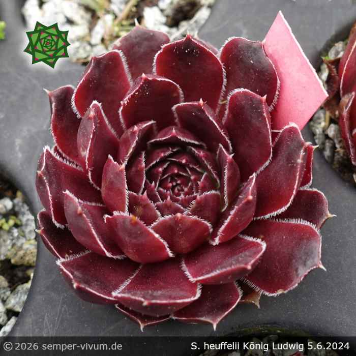 Sempervivum heuffelii 'König Ludwig'