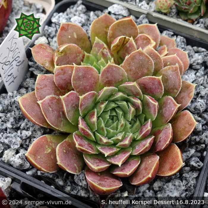 Sempervivum heuffelii 'Korspel Dessert'