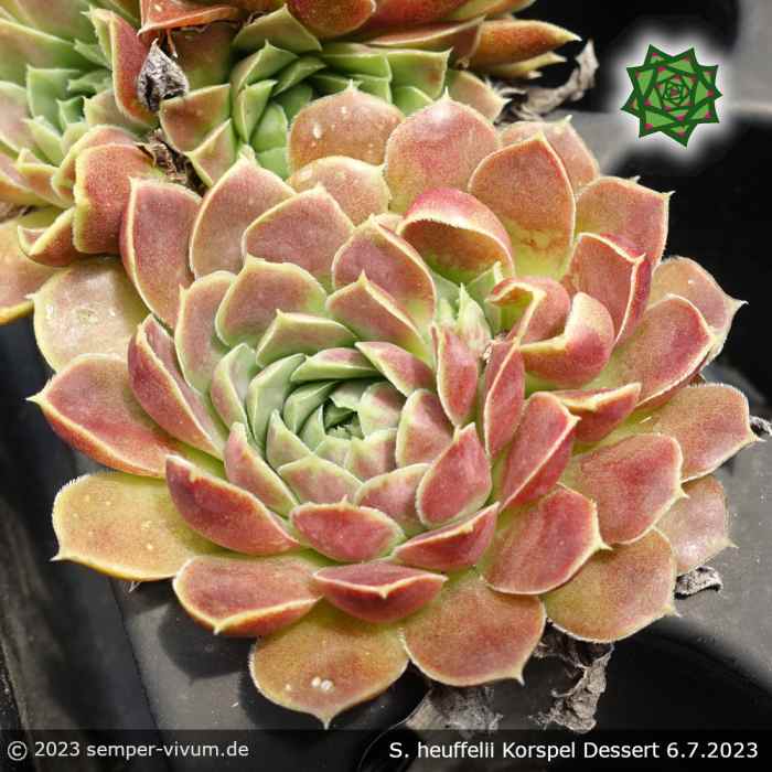 Sempervivum heuffelii 'Korspel Dessert'