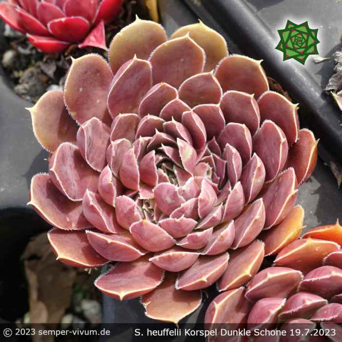Sempervivum heuffelii 'Korspel Dunkle Schone'