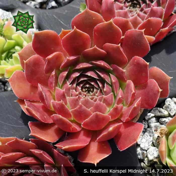 Sempervivum heuffelii 'Korspel Midnight'