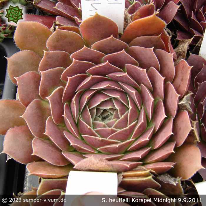 Sempervivum heuffelii 'Korspel Midnight'