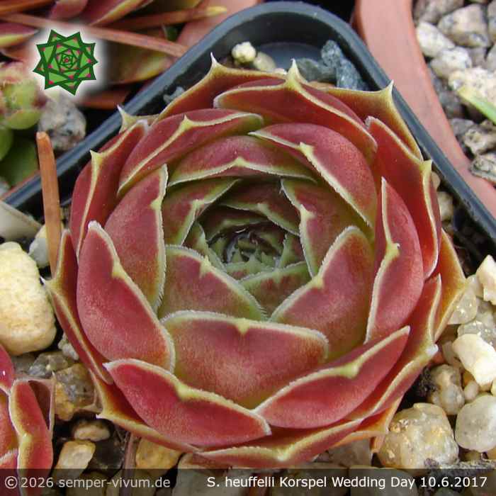 Sempervivum heuffelii 'Korspel Wedding Day'