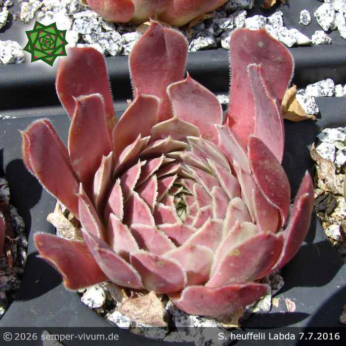 Sempervivum heuffelii 'Labda'