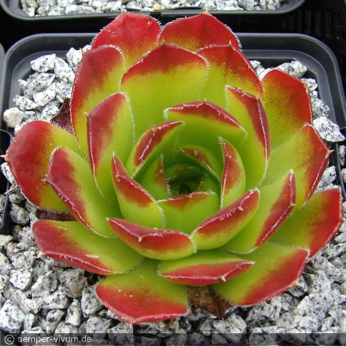 aufgenommen am 10.6.2011