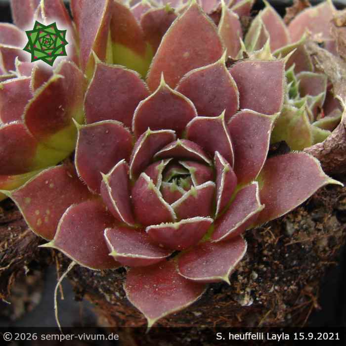 Sempervivum heuffelii 'Layla'