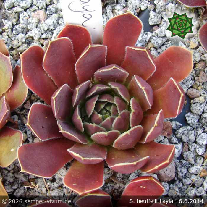 Sempervivum heuffelii 'Layla'