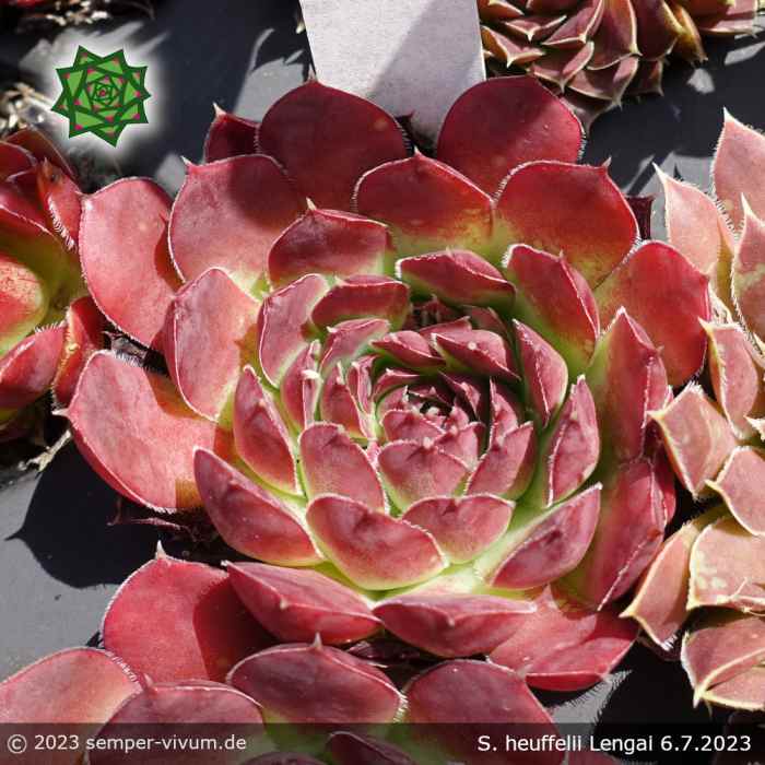 Sempervivum heuffelii 'Lengai'