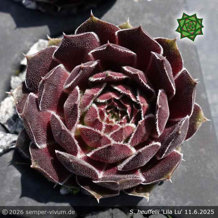 Sempervivum heuffelii 'Lila Lu'