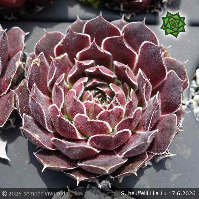 Sempervivum heuffelii 'Lila Lu'