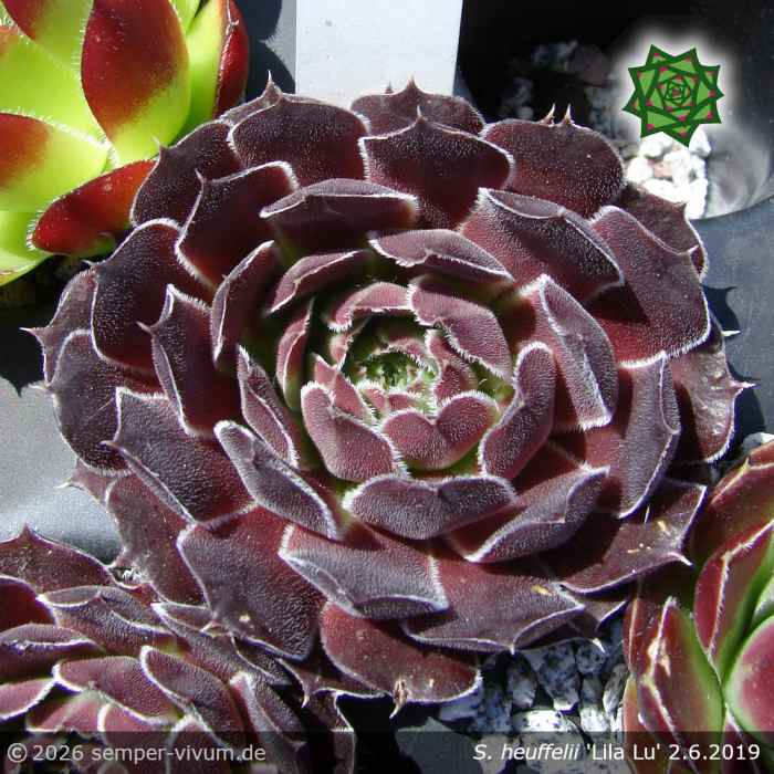 Sempervivum heuffelii 'Lila Lu'