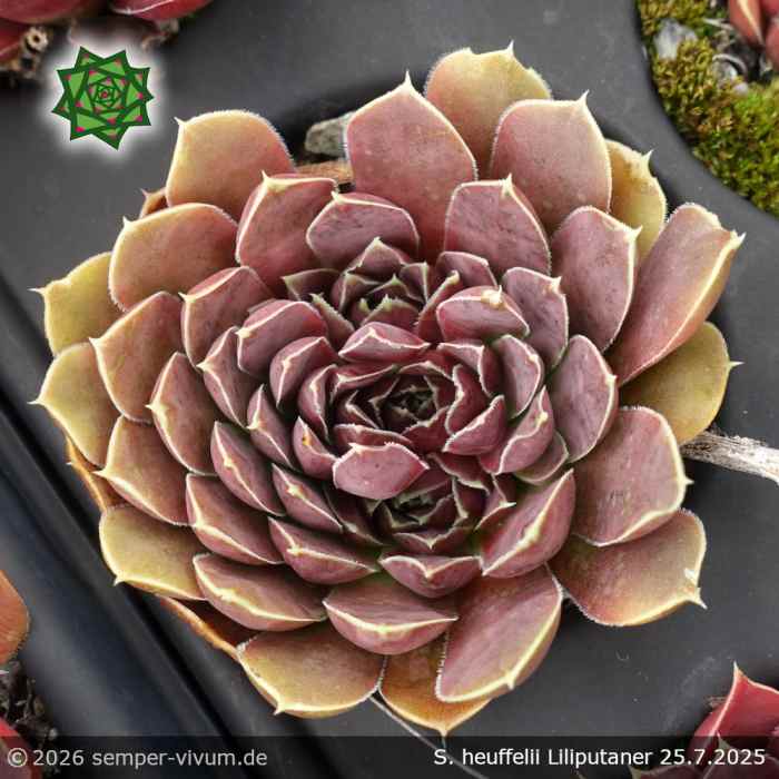 Sempervivum heuffelii 'Liliputaner'