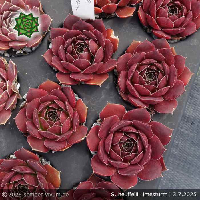 Sempervivum heuffelii 'Limesturm'