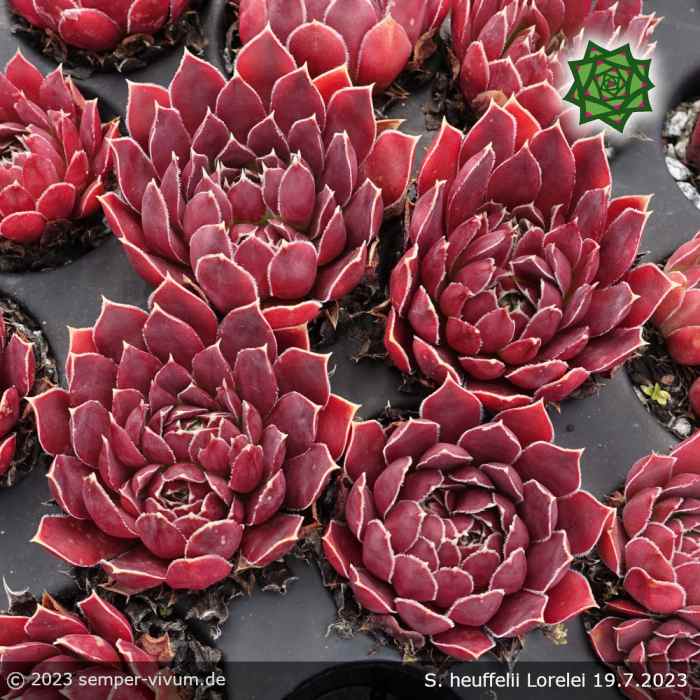Sempervivum heuffelii 'Lorelei'