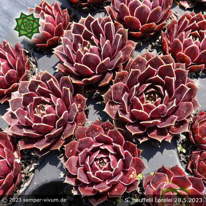 Sempervivum heuffelii 'Lorelei'