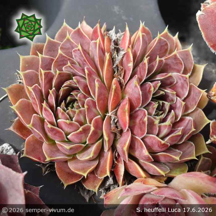 Sempervivum heuffelii 'Luca'