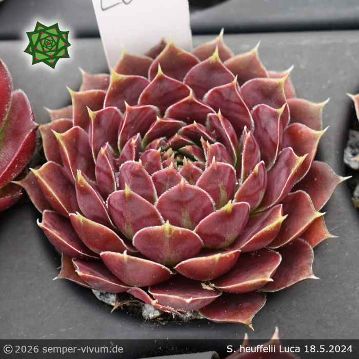 Sempervivum heuffelii 'Luca'