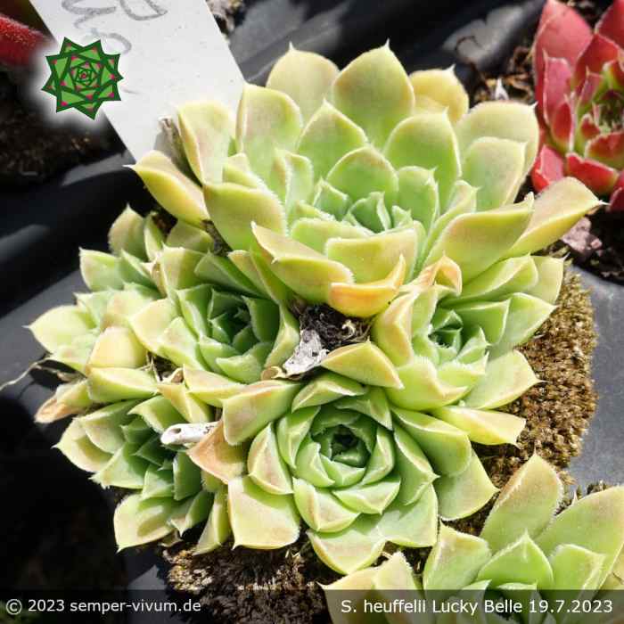 Sempervivum heuffelii 'Lucky Bell'
