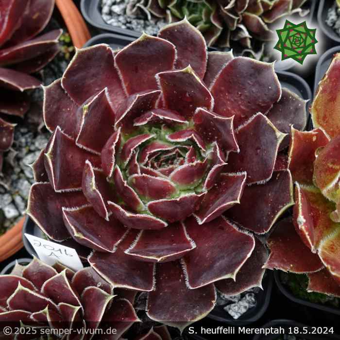 Sempervivum heuffelii 'Merenptah'