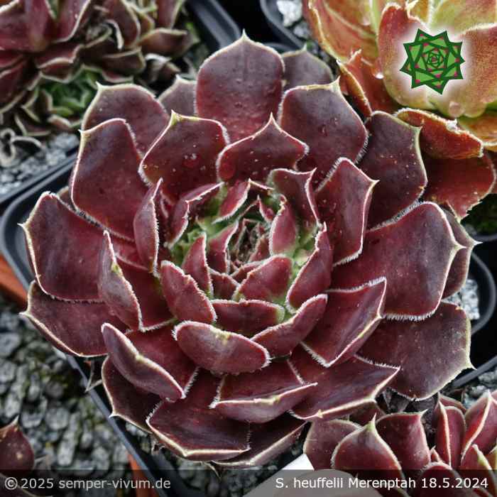 Sempervivum heuffelii 'Merenptah'