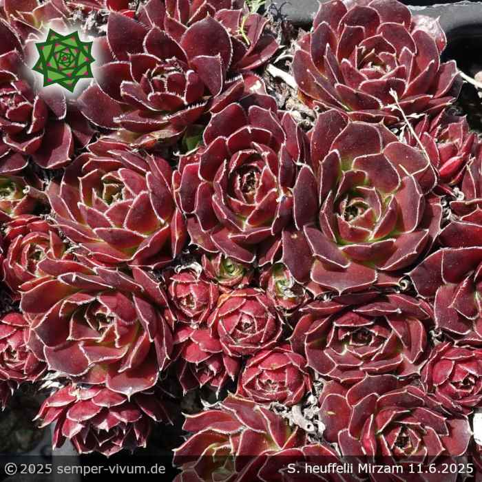 Sempervivum heuffelii 'Mirzam'