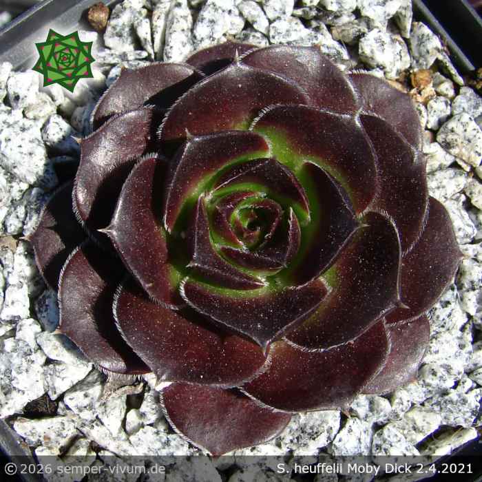 Sempervivum heuffelii 'Moby Dick'