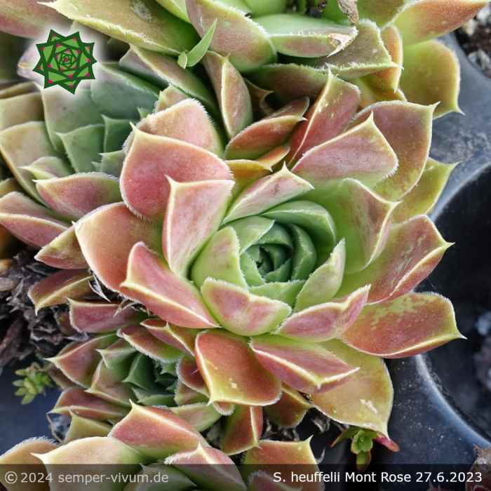 Sempervivum heuffelii 'Mont Rose'