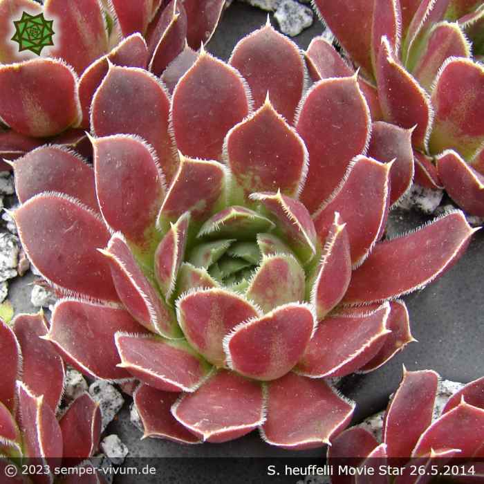 Sempervivum heuffelii 'Movie Star'