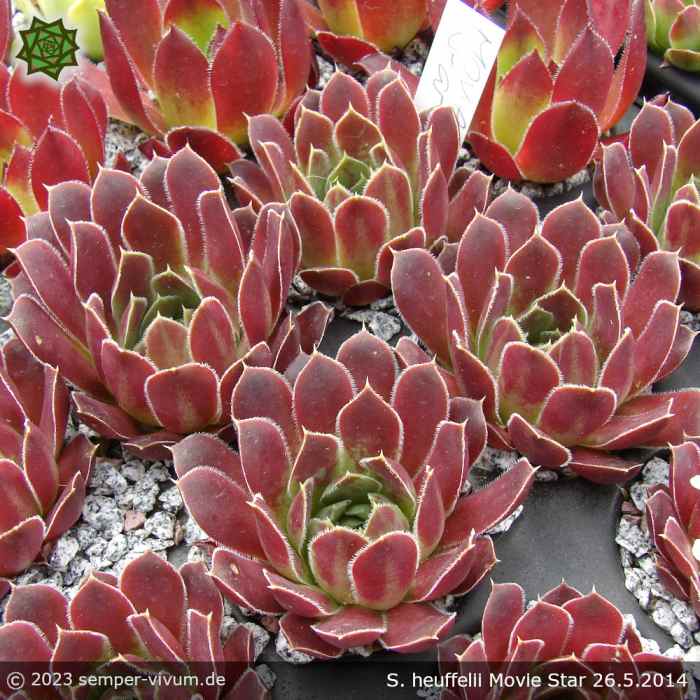 Sempervivum heuffelii 'Movie Star'