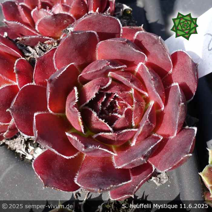 Sempervivum heuffelii 'Mystique'