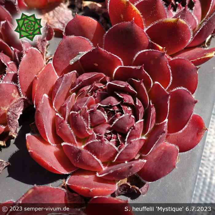Sempervivum heuffelii 'Mystique'